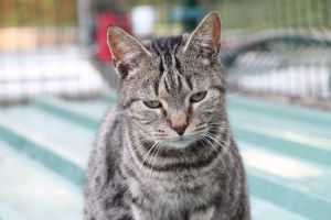 Angus Bild von Angus