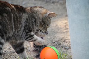 Angus Bild von Angus