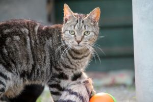 Angus Bild von Angus