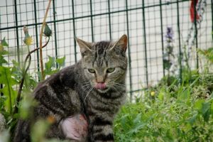 Angus Bild von Angus