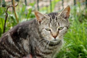 Angus Bild von Angus