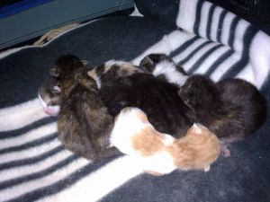 Cucu Bild von Cucu