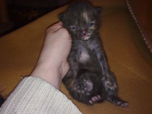 Cucu Bild von Cucu