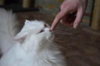 Fluffy Bild von Fluffy