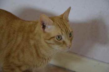 Guzman Bild von Guzman