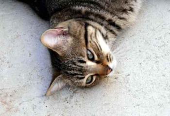 Bild von Obelix