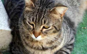 Bild von Obelix