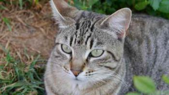 Phelina Bild von Phelina