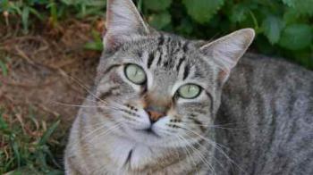 Phelina Bild von Phelina