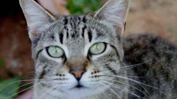 Phelina Bild von Phelina