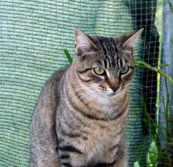 Phelina Bild von Phelina