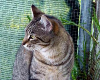 Phelina Bild von Phelina