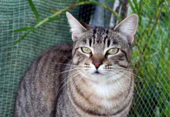 Phelina Bild von Phelina