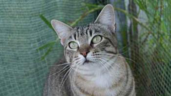 Phelina Bild von Phelina
