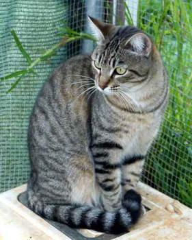 Phelina Bild von Phelina