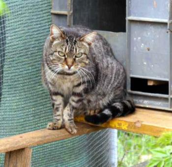 Tigger Bild von Tigger