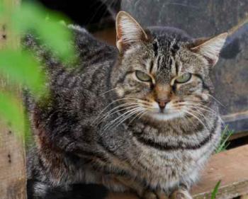 Tigger Bild von Tigger