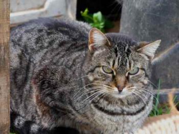 Tigger Bild von Tigger