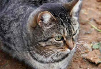 Tigger Bild von Tigger