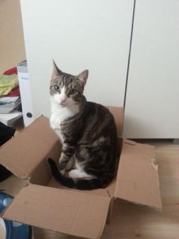 Kevin Bild von Kevin
