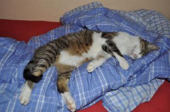 Mico Bild von Mico