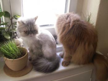 Minka Bild von Minka