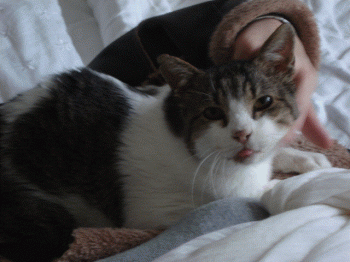 Lino Bild von Croqueto