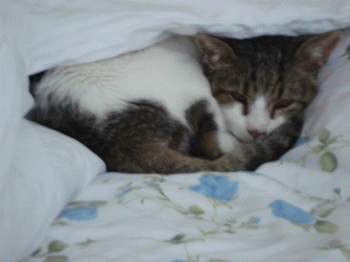 Lino Bild von Croqueto