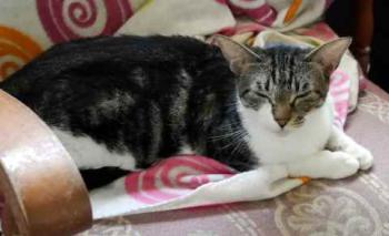 Bild von Signorina