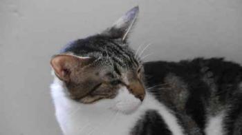 Bild von Signorina