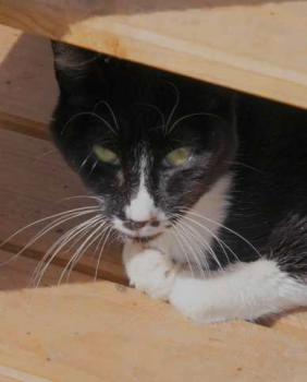 Bild von Gipsy