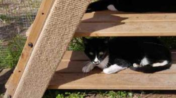 Bild von Gipsy