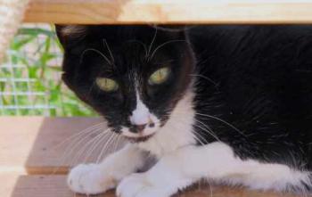 Bild von Gipsy