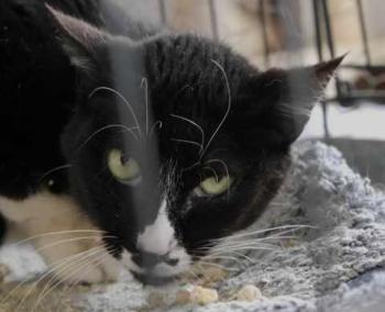 Bild von Gipsy