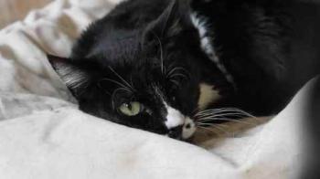 Bild von Gipsy