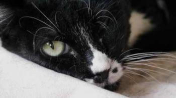 Bild von Gipsy