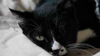 Bild von Gipsy