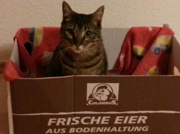 Noah Bild von Noah