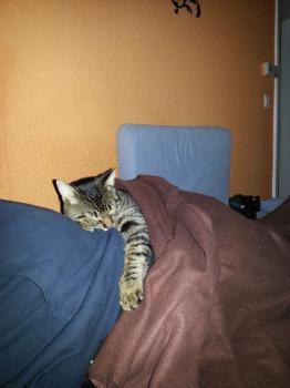 Noah Bild von Noah
