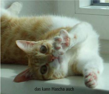 Nuez Bild von Nuez
