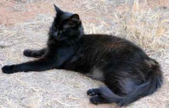 Bild von Caritina