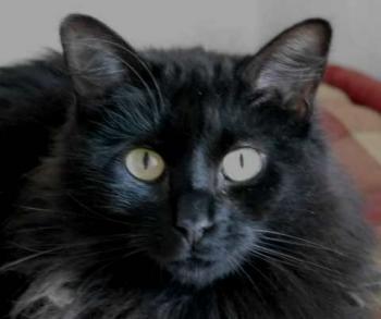 Bild von Caritina
