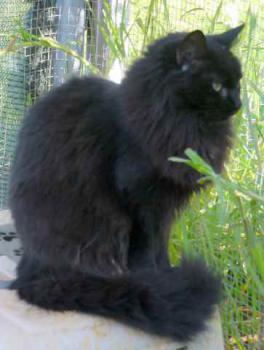 Bild von Caritina
