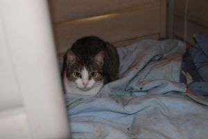 Bild von Selene