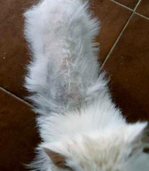 Romeo Bild von Romeo