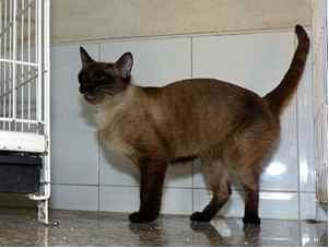 Bastet Bild von Bastet