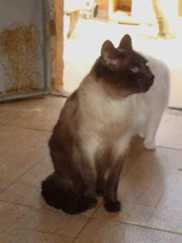 Amadeo Bild von Amadeo