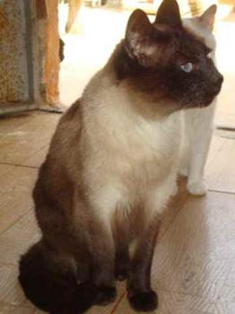 Amadeo Bild von Amadeo