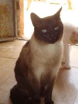 Amadeo Bild von Amadeo