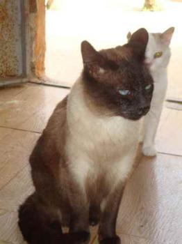 Amadeo Bild von Amadeo
